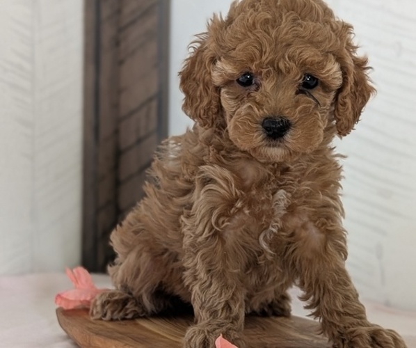 Medium Photo #6 Cavapoo (Miniature) Puppy For Sale in GOSHEN, IN, USA
