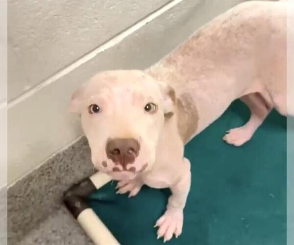 Medium Photo #3 American Pit Bull Terrier-Unknown Mix Puppy For Sale in Houston, TX, USA