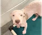 Small #2 American Pit Bull Terrier Mix