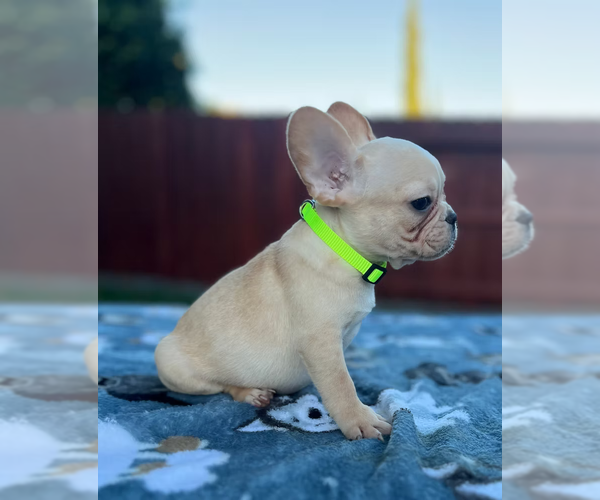 Medium Photo #4 French Bulldog Puppy For Sale in SACRAMENTO, CA, USA