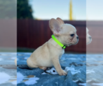 Small #3 French Bulldog