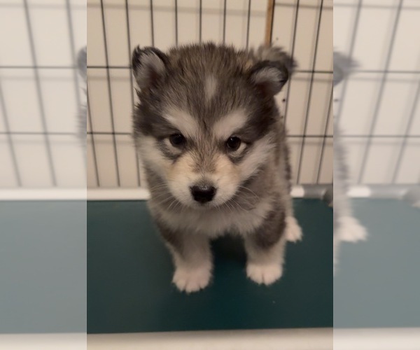 Medium Photo #3 Alaskan Malamute Puppy For Sale in ORINDA, CA, USA
