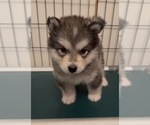 Small #2 Alaskan Malamute