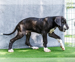 Small #5 Great Dane