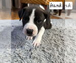 Small #2 Labrador Retriever Mix