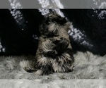 Small #4 Maltipoo