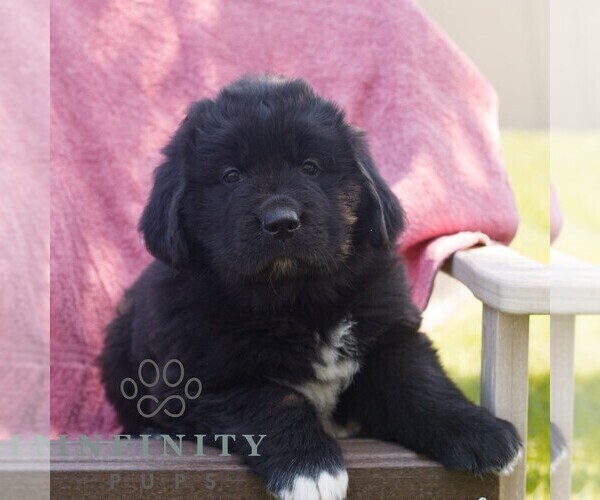 Medium Photo #2 Newfoundland Puppy For Sale in KINZERS, PA, USA