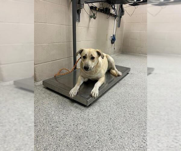 Medium Photo #1 Labrador Retriever-Unknown Mix Puppy For Sale in Conroe, TX, USA