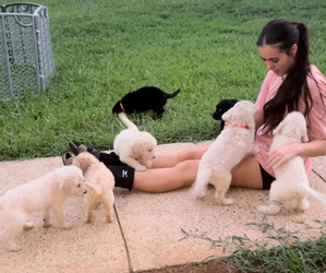 Labradoodle Litter for sale in RIDGEWAY, VA, USA