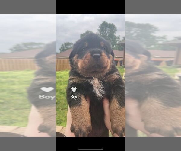 Medium Photo #3 Rottweiler Puppy For Sale in VAN BUREN, AR, USA