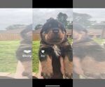 Small #2 Rottweiler