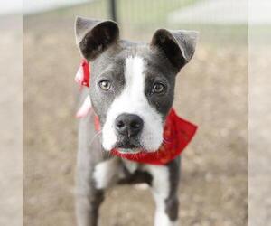 American Staffordshire Terrier-Unknown Mix Dogs for adoption in San Antonio, TX, USA
