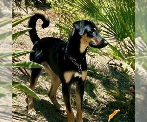 Lucca - Male German Shepherd Dog-Unknown Mix Dog for Adoption - Photo #4