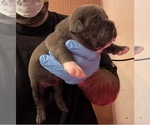 Small Photo #6 American Bully Puppy For Sale in WALLINGFORD, CT, USA