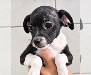 ShiChi Dogs for adoption in San Diego, CA, USA