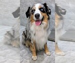 Small Photo #1 Australian Shepherd Puppy For Sale in SOUTH HILL, VA, USA