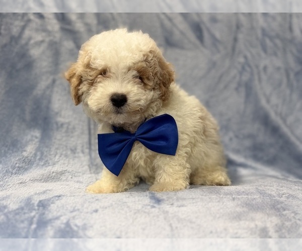 Medium Photo #4 Bichpoo Puppy For Sale in LAKELAND, FL, USA
