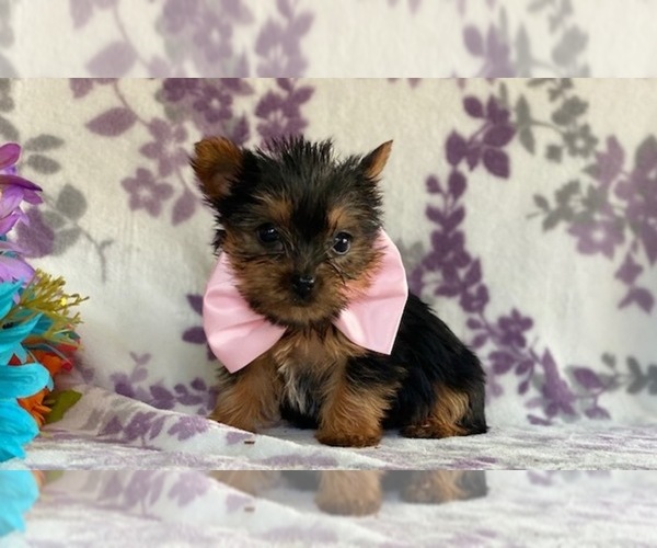 Medium Photo #2 Australian Yorkshire Terrier Puppy For Sale in LANCASTER, PA, USA