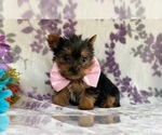 Small Photo #2 Australian Yorkshire Terrier Puppy For Sale in LANCASTER, PA, USA