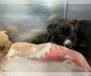 Australian Shepherd-Unknown Mix Dogs for adoption in Grand Prairie, TX, USA