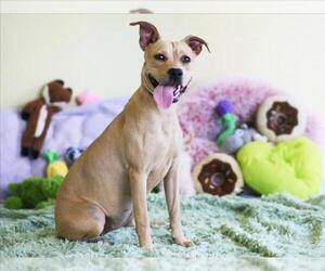 Carolina Dog Dogs for adoption in Tavares, FL, USA