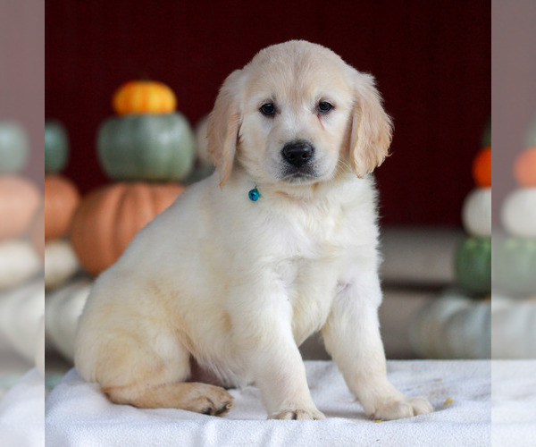 Medium Photo #3 Golden Retriever Puppy For Sale in MANHEIM, PA, USA
