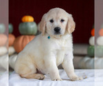 Lucy - Female Golden Retriever Puppy for Sale - Photo #3