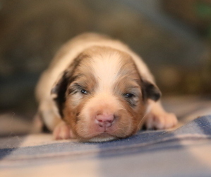 Australian Shepherd Puppy for sale in WESTFIELD, MA, USA