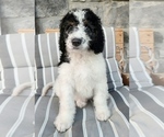 Puppy Kiko Aussiedoodle-Bernedoodle Mix