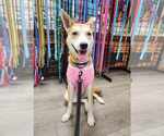 Small #8 Shiba Inu Mix