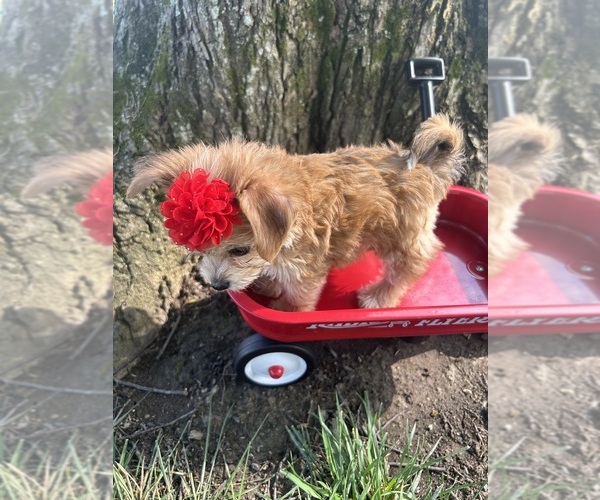 Medium Photo #6 Yo-Chon Puppy For Sale in BELFAST, OH, USA