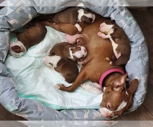 Boston Terrier Puppy for sale in MURRAY, UT, USA