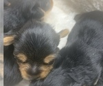 Small Photo #2 Yorkshire Terrier Puppy For Sale in W WARWICK, RI, USA