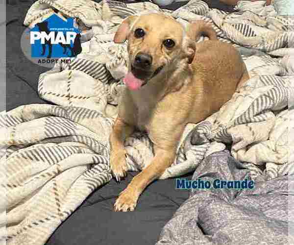 Medium Photo #3 Chihuahua-Unknown Mix Puppy For Sale in Binghamton, NY, USA