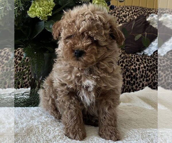 Medium Photo #2 Poodle (Toy) Puppy For Sale in PARADISE, PA, USA