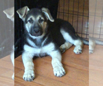 Small Photo #2 German Shepherd Dog Puppy For Sale in IONIA, MI, USA