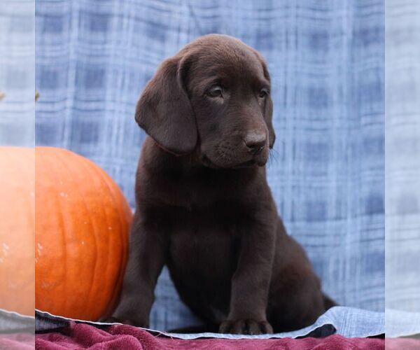 Medium Photo #3 Labrador Retriever Puppy For Sale in ELLIOTTSBURG, PA, USA