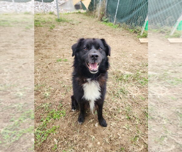 Medium Photo #2 Border Collie-Unknown Mix Puppy For Sale in Evansville, IN, USA
