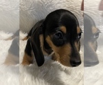 Small Photo #4 Dachshund Puppy For Sale in SELAH, WA, USA