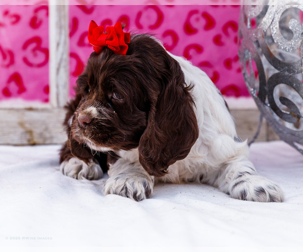 Medium Photo #21 Cocker Spaniel Puppy For Sale in WAKARUSA, IN, USA