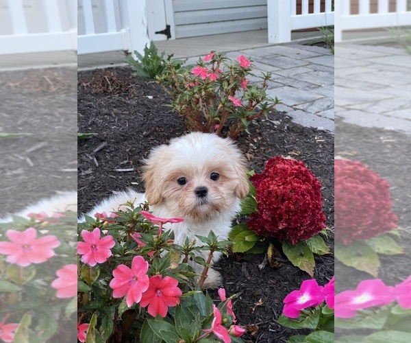 Medium Photo #2 Shih Tzu Puppy For Sale in CANOGA, NY, USA