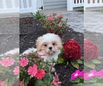 Small #1 Shih Tzu