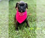 Small Photo #5 Boxer Puppy For Sale in ELDON, MO, USA