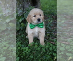 Small #4 Golden Retriever