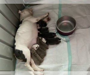Bulldog Litter for sale in LEHIGH ACRES, FL, USA