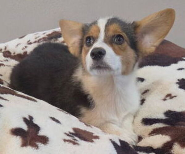 Medium Photo #1 Pembroke Welsh Corgi Puppy For Sale in MILTON, WI, USA