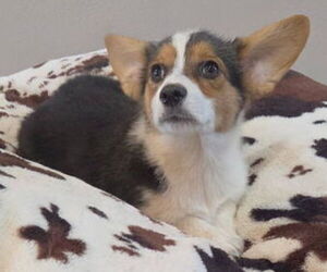 Pembroke Welsh Corgi Puppy for sale in MILTON, WI, USA