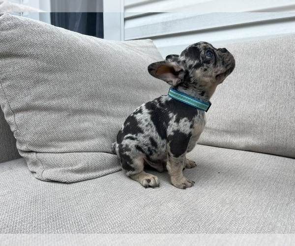 Medium Photo #1 French Bulldog Puppy For Sale in BROOKLYN, NY, USA