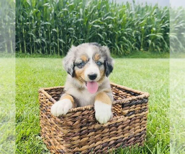 Medium Photo #3 Bernedoodle (Miniature) Puppy For Sale in GORDONVILLE, PA, USA