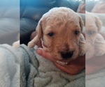 Puppy 2 Goldendoodle-Poodle (Miniature) Mix